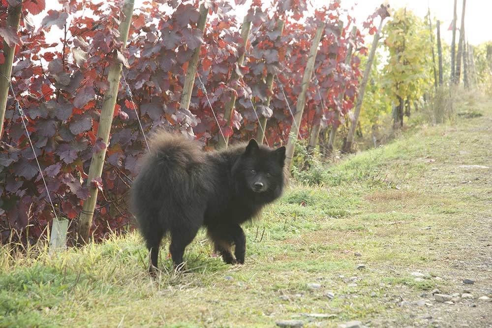 Ayko in the vineyard